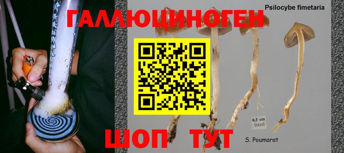 Касимов  Галлюциногенные грибы Psilocybine cubensis  Вход с VPN  Псилоцибиновые грибы Psilocybe 